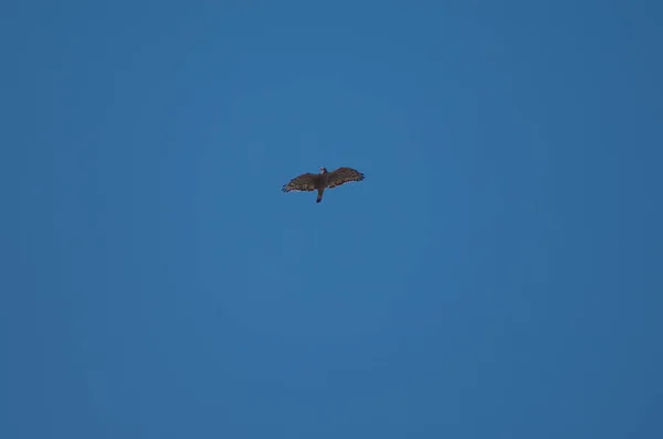 Doğulu Akbaba Pernis Ptilorhynchus Uçuyor Tala Madhya Pradesh Hindistan — Stok fotoğraf