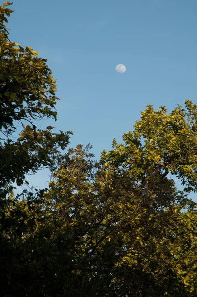 Forest and full moon in Bandhavgarh National Park. Madhya Pradesh. India.