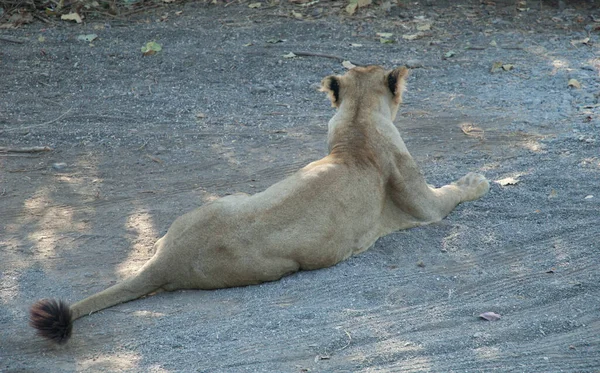 León Asiático Panthera Leo Leo Leona Condiciones Controladas Devalia Santuario — Foto de Stock