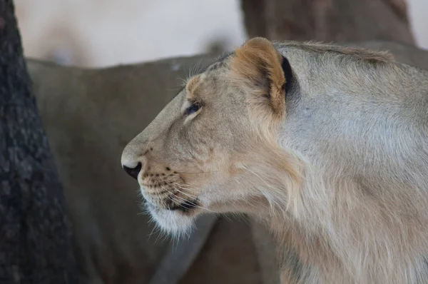 León Asiático Panthera Leo Leo Leona Condiciones Controladas Devalia Santuario — Foto de Stock