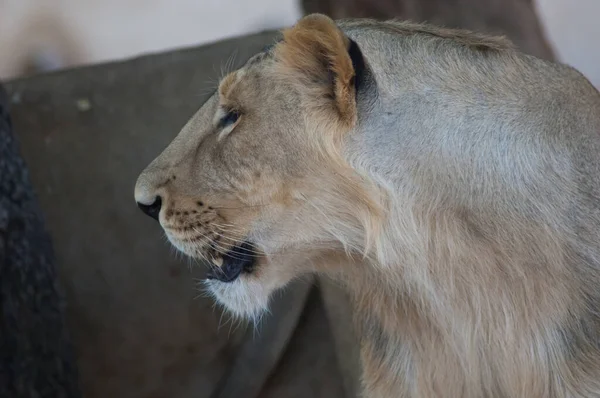 León Asiático Panthera Leo Leo Leona Condiciones Controladas Devalia Santuario — Foto de Stock