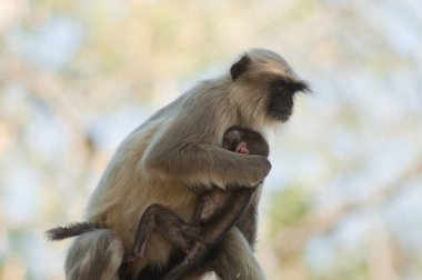 Güney düzlükleri gri langurlar Semnopithecus dussumieri. Yavrusuna dişi nakil. Sasan. Gir Sığınağı. Gujarat. Hindistan.