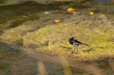 Beyaz kaşlı Motacilla maderaspatensis, Hiran nehrinde. Sasan. Gir Sığınağı. Gujarat. Hindistan.