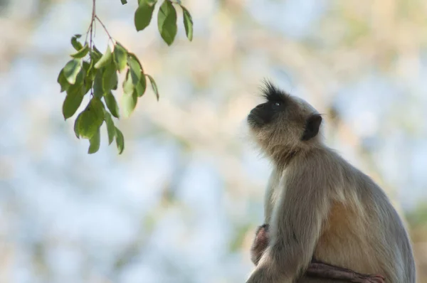 Southern Plains Gray Langurs Semnopithecus Dussumieri Female Her Cub Sasan — Stock Photo, Image