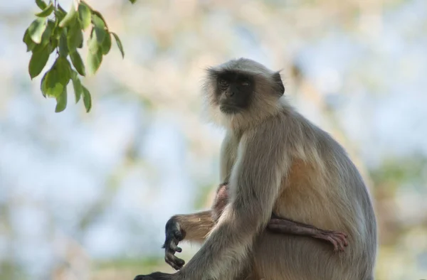 Південні Рівнини Сірі Лангури Semnopithecus Dussumieri Самка Дитинча Сасан Гір — стокове фото