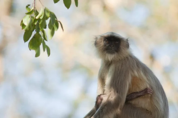 Semnopithecus Dussumieri Des Plaines Méridionales Femme Son Petit Sasan Sanctuaire — Photo