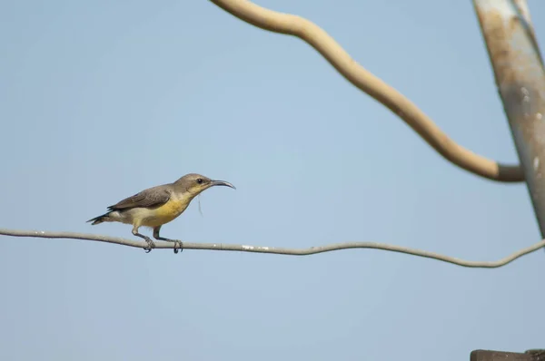 Female Purple Sunbird Cinnyris Asiaticus Material Her Nest Sasan Gir — Stock Photo, Image