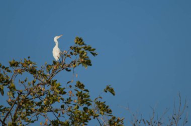 Ağacın üzerinde sığır grisi Bubulcus Ibis. Sasan. Gir Sığınağı. Gujarat. Hindistan.