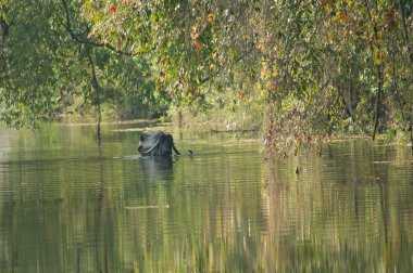 Hiran nehrinde Bubalus Bubalis suları. Sasan. Gir Sığınağı. Gujarat. Hindistan.