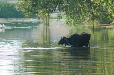 Hiran nehrinde Bubalus Bubalis suları. Sasan. Gir Sığınağı. Gujarat. Hindistan.