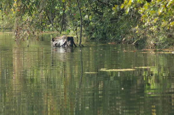 Wasserbüffel Bubalus Bubalis Hiran Fluss Sasan Gir Sanctuary Gujarat Indien — Stockfoto