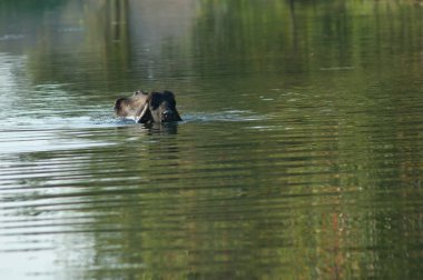 Hiran nehrinde Bubalus Bubalis suları. Sasan. Gir Sığınağı. Gujarat. Hindistan.