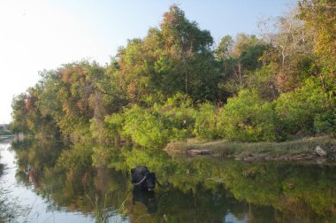 Hiran nehrinde Bubalus Bubalis suları. Sasan. Gir Sığınağı. Gujarat. Hindistan.