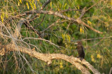Daldaki küçük karabatak Microcarbo Niger. Hiran nehri. Sasan. Gir Sığınağı. Gujarat. Hindistan.