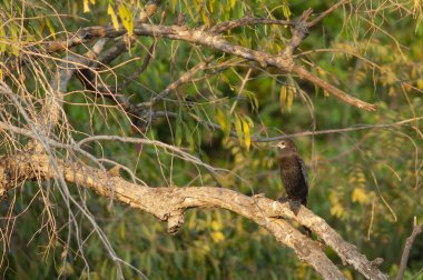 Daldaki küçük karabatak Microcarbo Niger. Hiran nehri. Sasan. Gir Sığınağı. Gujarat. Hindistan.