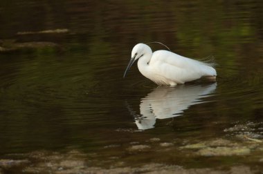 Küçük balıkçıl Egretta Garzetta Hiran nehrinde. Sasan. Gir Sığınağı. Gujarat. Hindistan.