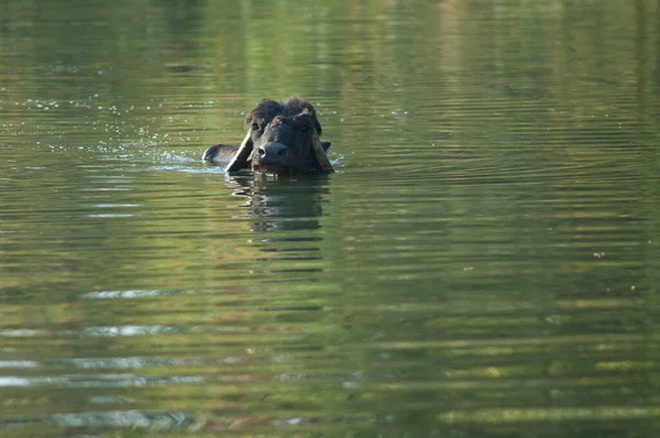 Wasserbüffel Bubalus Bubalis Hiran Fluss Sasan Gir Sanctuary Gujarat Indien — Stockfoto