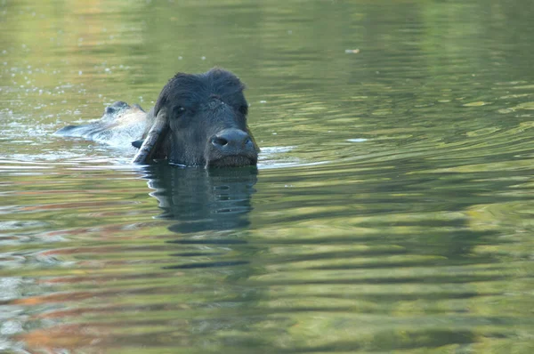 Buffle Eau Bubalus Bubalis Dans Rivière Hiran Sasan Sanctuaire Gir — Photo