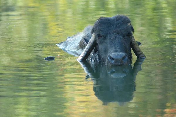 ヒラン川の水牛バババルス ブバリス サンだ ガール サンクチュアリ グジャラート州 インド — ストック写真