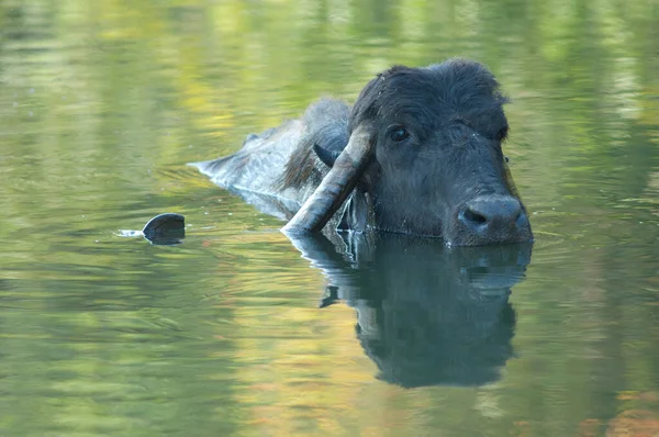 Buffle Eau Bubalus Bubalis Dans Rivière Hiran Sasan Sanctuaire Gir — Photo