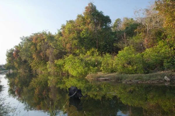 Waterbuffel Bubalus Bubalis Rivier Hiran Met Sasan Gir Sanctuary Een — Stockfoto