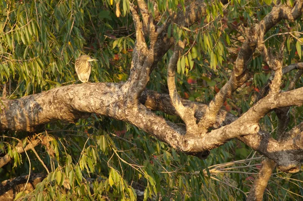 Ινδός Ερωδιός Λίμνης Ardeola Grayii Ένα Δέντρο Στον Ποταμό Hiran — Φωτογραφία Αρχείου