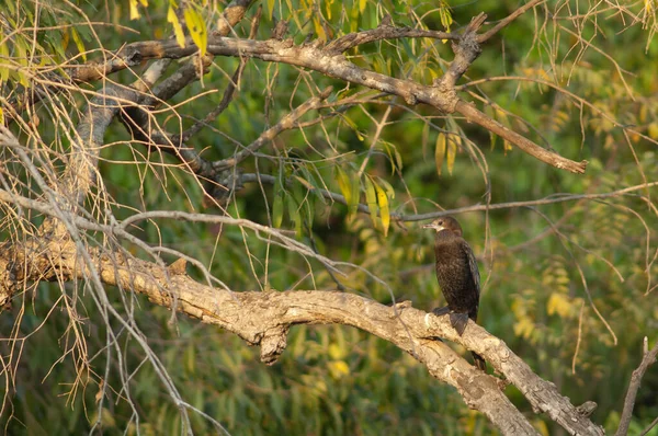 Daldaki küçük karabatak Microcarbo Niger. Hiran nehri. Sasan. Gir Sığınağı. Gujarat. Hindistan.