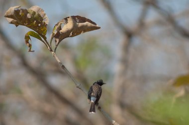 Kırmızı havalandırmalı Pycnonotus kafe bir dalda. Gir Ulusal Parkı. Gujarat. Hindistan.