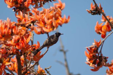 Kırmızı havalandırmalı Pycnonotus kafeteryasında orman alevi Butea monosperma çiçek açmış. Gir Ulusal Parkı. Gujarat. Hindistan.