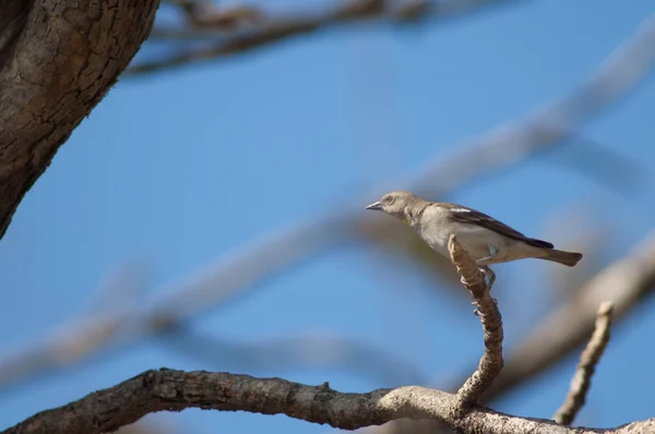 Erkek Sarı Boğazlı Serçe Gymnoris Xanthocollis Gir Ulusal Parkı Gujarat — Stok fotoğraf