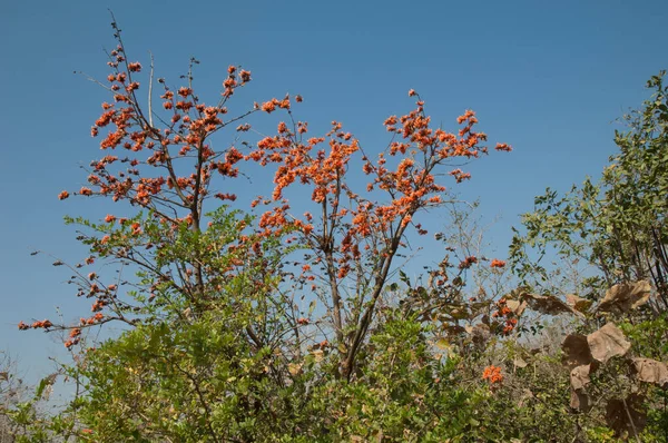 Flama Del Bosque Butea Monosperma Flor Parque Nacional Gir Gujarat —  Fotos de Stock