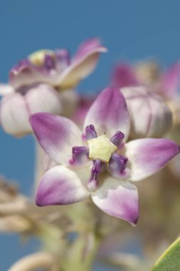 Sodom Calotropis procera elması çiçeği. Gir Ulusal Parkı. Gujarat. Hindistan.