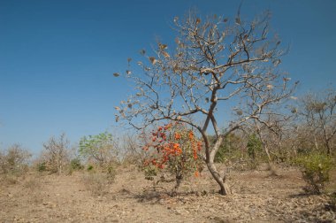 Ormanın alevi Butea monosperma ağaçları. Gir Ulusal Parkı. Gujarat. Hindistan.