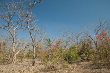 Ormanın alevi Butea monospermasının kuru yaprak döken ormanları. Gir Ulusal Parkı. Gujarat. Hindistan.