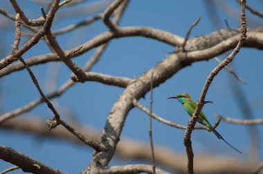 Yeşil arı yiyen Merops oryantalis ferrugeiceps. Gir Ulusal Parkı. Gujarat. Hindistan.