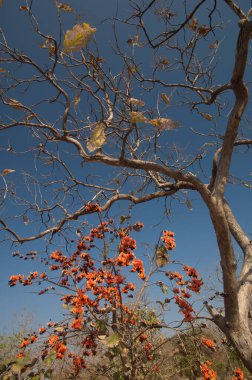 Ormanın alevi Butea monospermasının kuru yaprak döken ormanları. Gir Ulusal Parkı. Gujarat. Hindistan.