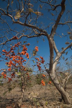 Ormanın alevi Butea monospermasının kuru yaprak döken ormanları. Gir Ulusal Parkı. Gujarat. Hindistan.