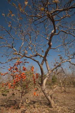 Ormanın alevi Butea monospermasının kuru yaprak döken ormanları. Gir Ulusal Parkı. Gujarat. Hindistan.