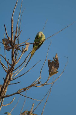 Gül halkalı papağan Psittacula krameri manillensis. Erkek havası. Gir Ulusal Parkı. Gujarat. Hindistan.