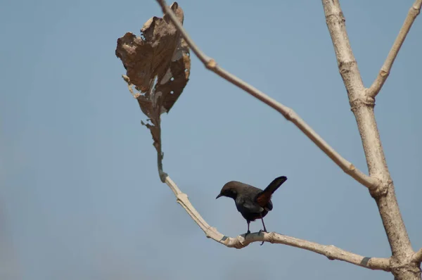 Homem Indiano Robin Copsychus Fulicatus Cambaiensis Parque Nacional Gir Gujarat — Fotografia de Stock