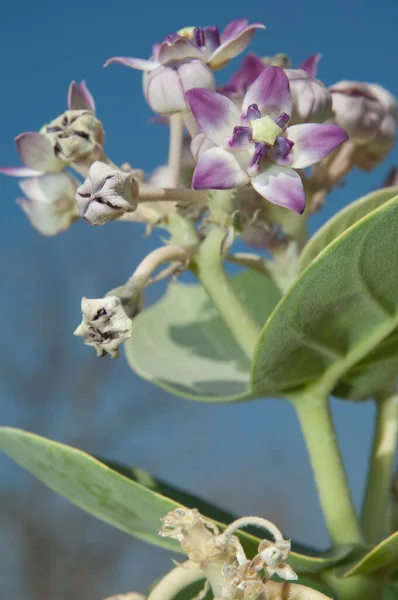 Pomme Sodome Calotropis Procera Fleur Parc National Gir Gujarat Inde — Photo