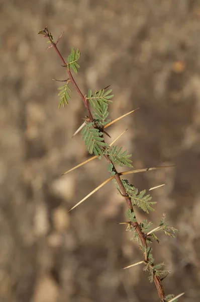 Dichrostachys Cinerea Şubesi Gir Ulusal Parkı Gujarat Hindistan — Stok fotoğraf