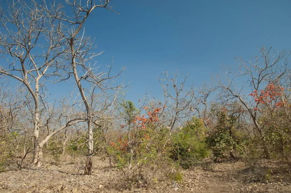 Floresta Caduca Seca Chama Floresta Butea Monosperma Parque Nacional Gir — Fotografia de Stock