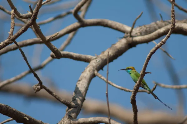 Comedor Abelhas Verde Merops Orientalis Ferrugeiceps Parque Nacional Gir Gujarat — Fotografia de Stock