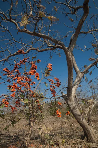 Forêt Caduque Sèche Butea Monosperma Flamme Forêt Parc National Gir — Photo