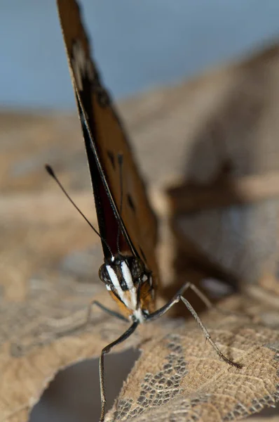 Kvinnlig Dansös Eggfly Hypolimnas Misippus Nationalparken Gir Jag Heter Gujarat — Stockfoto