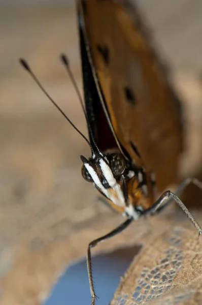 Weibliche Eierfliege Hypolimnas Misippus Gir Nationalpark Gujarat Indien — Stockfoto