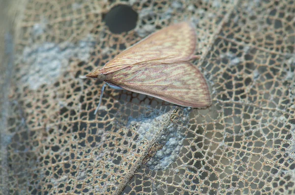 Moth Een Dood Blad Nationaal Park Gir Een Gujarat India — Stockfoto