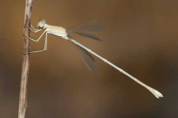 Dragonfly Stem Plant Gir National Park Gujarat India — Stock Photo, Image