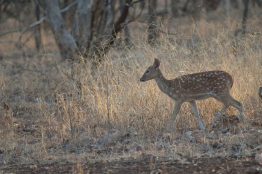 Gir Milli Parkı 'nda genç Chital Axis ekseni. Gujarat. Hindistan.